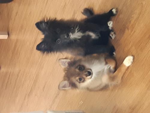 폼피츠 형제 2마리 분양합니다