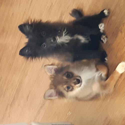 폼피츠 형제 2마리 분양합니다