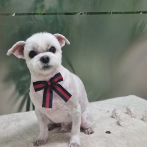 포천 깊이울 말티즈 찾아주세요