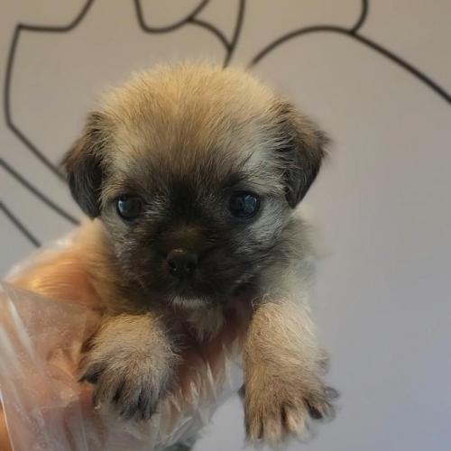 2개월 퍼그믹스 책임비 5만원에 분양드립니다