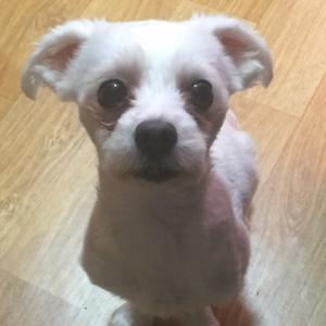 광주 말티즈 남아 애타게 찾습니다