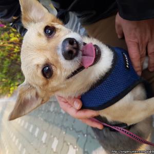 등에 검은 털있는 치와와 믹스 찾아요!