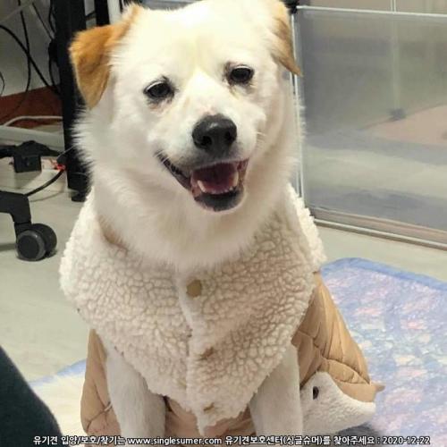 임보처 입양처 구해요