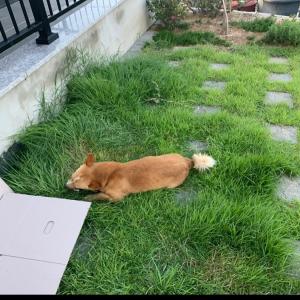 우리 복돌이(개)를 찾아주세요