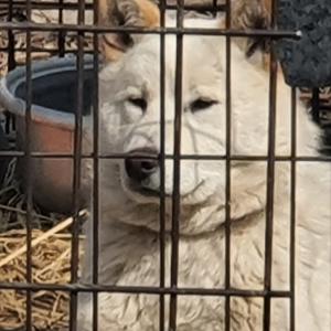 강아지를 찾습니다