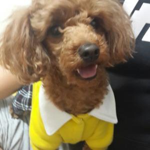 송파구 마천동 갈색 토이푸들 찾습니다