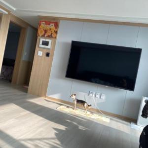 인천 모래네 시장에서 잃어버렸습니다..조금만한 관심 부탁드립니다