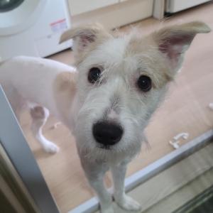 강이지를 찾습니다