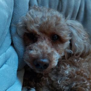 경기도 고양시 덕양구 능곡 능곡병원 근처 6살 토이푸들 여아 시온이를 찾습니다..