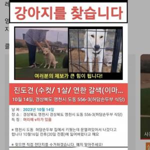 진도개를 찾아요 이름은 레오입니다 사례금100만원