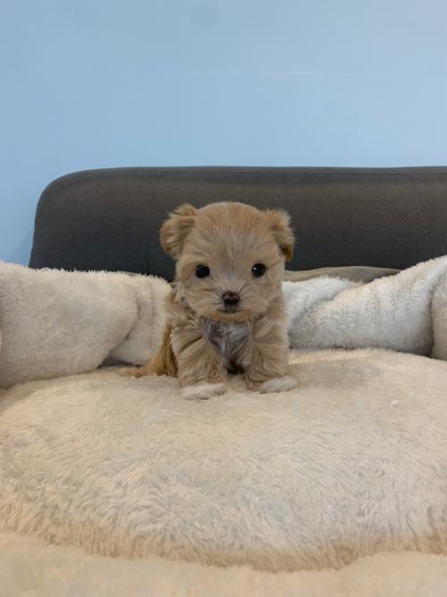 어린 말티푸 입양 생각 있으신분 연락주세요