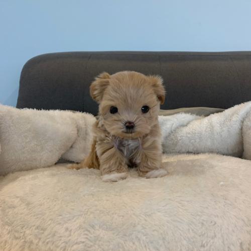 어린 말티푸 입양 생각 있으신분 연락주세요