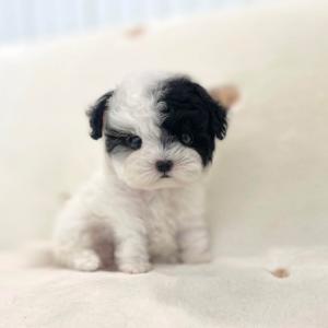 [ 60만원 ] 파티 토이푸들