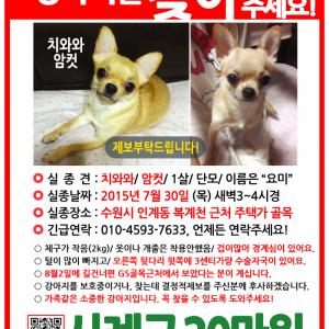 요미를찾습니다