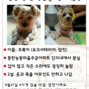 수원/화성 2살 암컷 요크셔 찾아요
