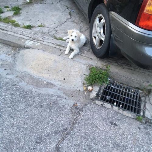 서울 성북구 흰색 믹스견 6개월정도의 수컷 강아지