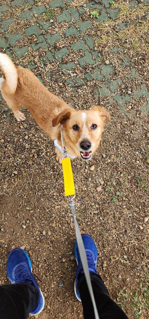 강아지 분양 보냅니다.~~~