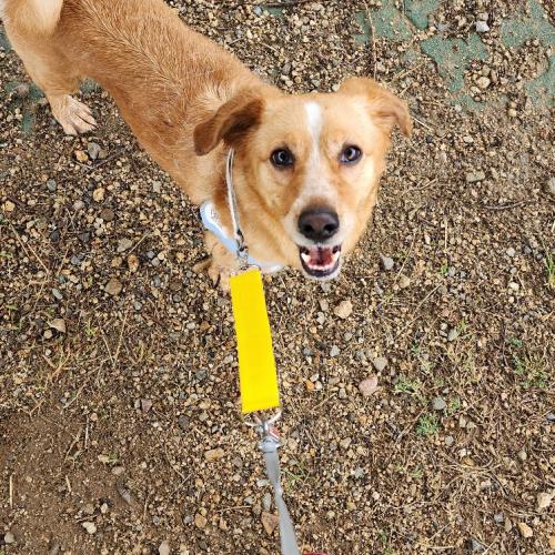 강아지 분양 보냅니다.~~~