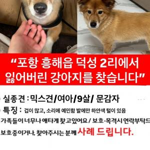 강아지 찾습니다
