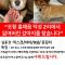 강아지 찾습니다