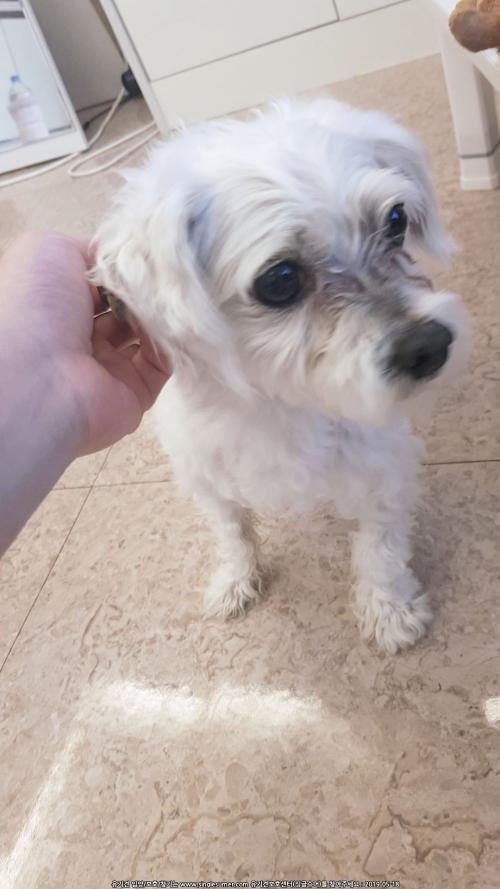 대전괴정동말티즈보호하고있어요