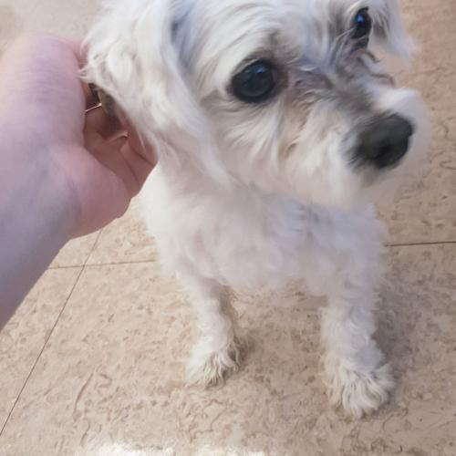 대전괴정동말티즈보호하고있어요