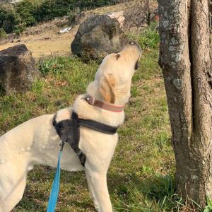 제주 아라동 리트리버 홍시를 찾습니다