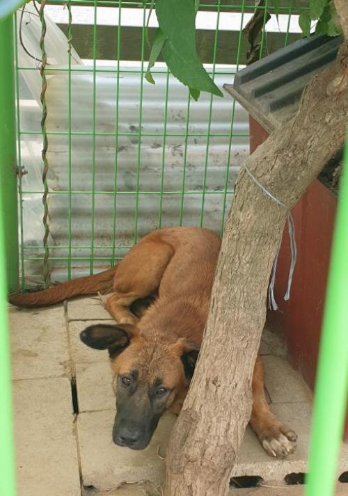 파주시 파주읍 동네 유기견 주인 찾습니다.