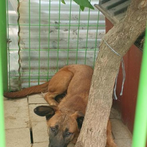 파주시 파주읍 동네 유기견 주인 찾습니다.