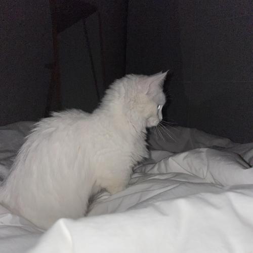 흰색 먼치킨 고양이찾아요