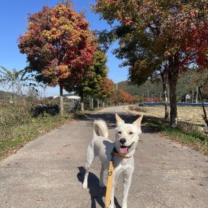 흰순이를 찾습니다