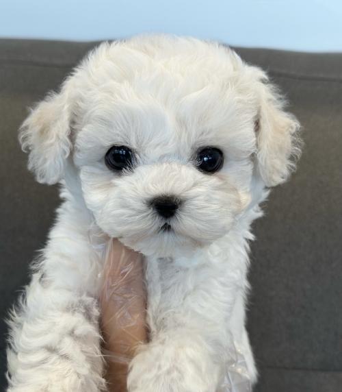 3개월 비숑 남아 책임분양드립니다