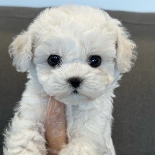 3개월 비숑 남아 책임분양드립니다