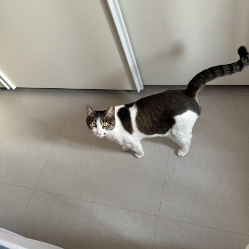 고양이 찾습니다.