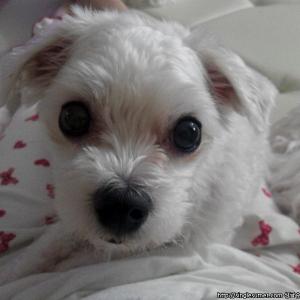 경북 경주 안계 말티즈 남