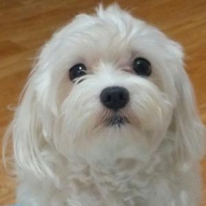 남산동 하얀색 말티즈 찾아요