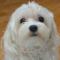 남산동 하얀색 말티즈 찾아요