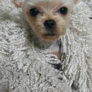 요크(암컷)1살된 강아지찾습니다.