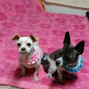 경남 창원시 성산구 반림동 믹스견