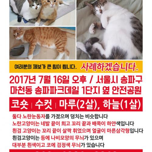 서울시 송파구 마천동에서 잃어버린 고양이 두마리찾습니다