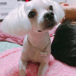 대구 북구 산격동 말티즈 찾습니다