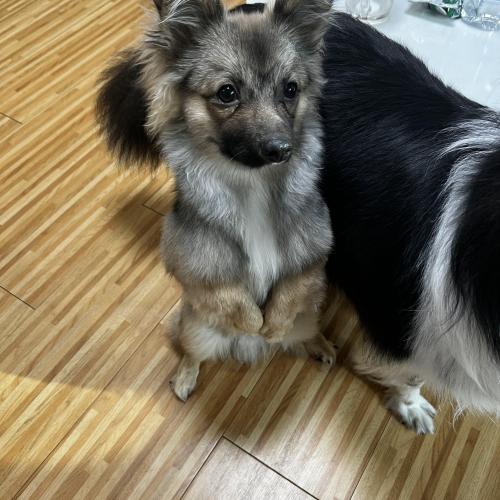 믹스견 남아 책임분양합니다