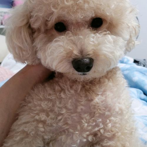 크림푸들 여아 키워주실분