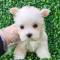 화이트테리어분양 2개월령 공주님 모량 많고 귀 쫑긋 웨스티분양