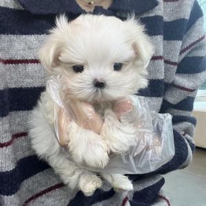 비율좋은 2개월 미니말티즈 분양해용