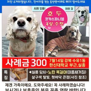 사례금300-수유/강북/도봉/우이천 코카스파니엘찾습니다. (7주차)
