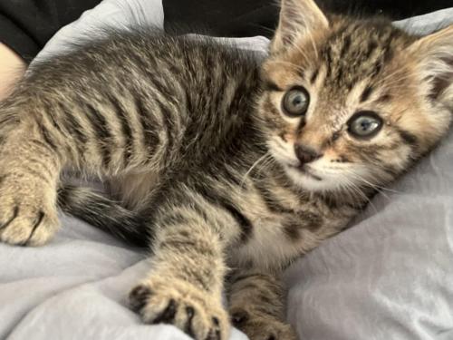 임보중인 개냥이 아기 고양이와 가족이 되어주실분