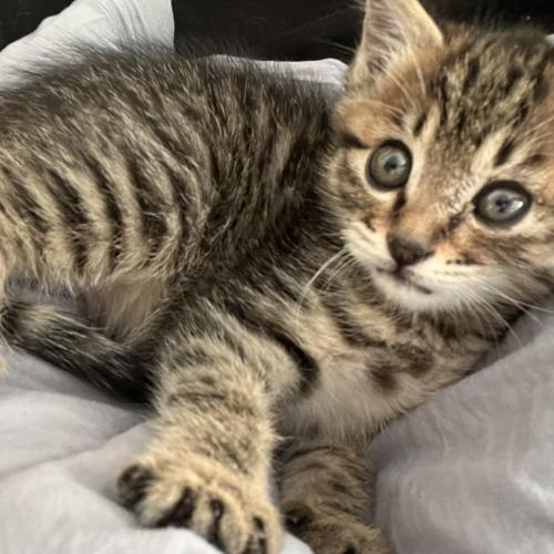 임보중인 개냥이 아기 고양이와 가족이 되어주실분