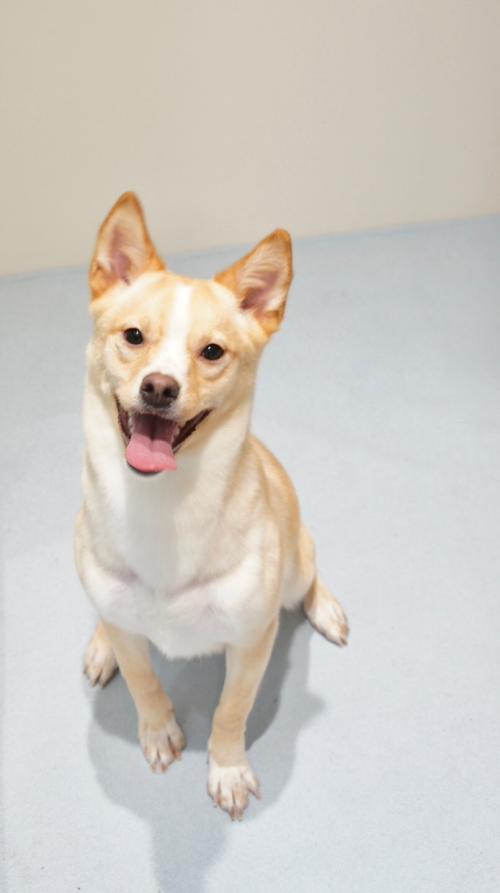 시바코기 입양 보내요