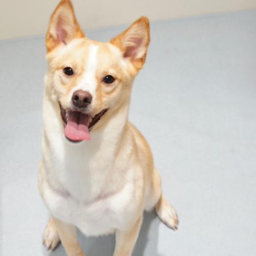 시바코기 입양 보내요